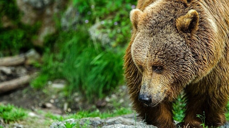 Охотоведы застрелили 200-килограммового медведя, убившего сахалинца на рыболовецком стане
