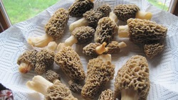 Сезон сморчков на Сахалине: рекомендации для сбора и приготовления популярных грибов