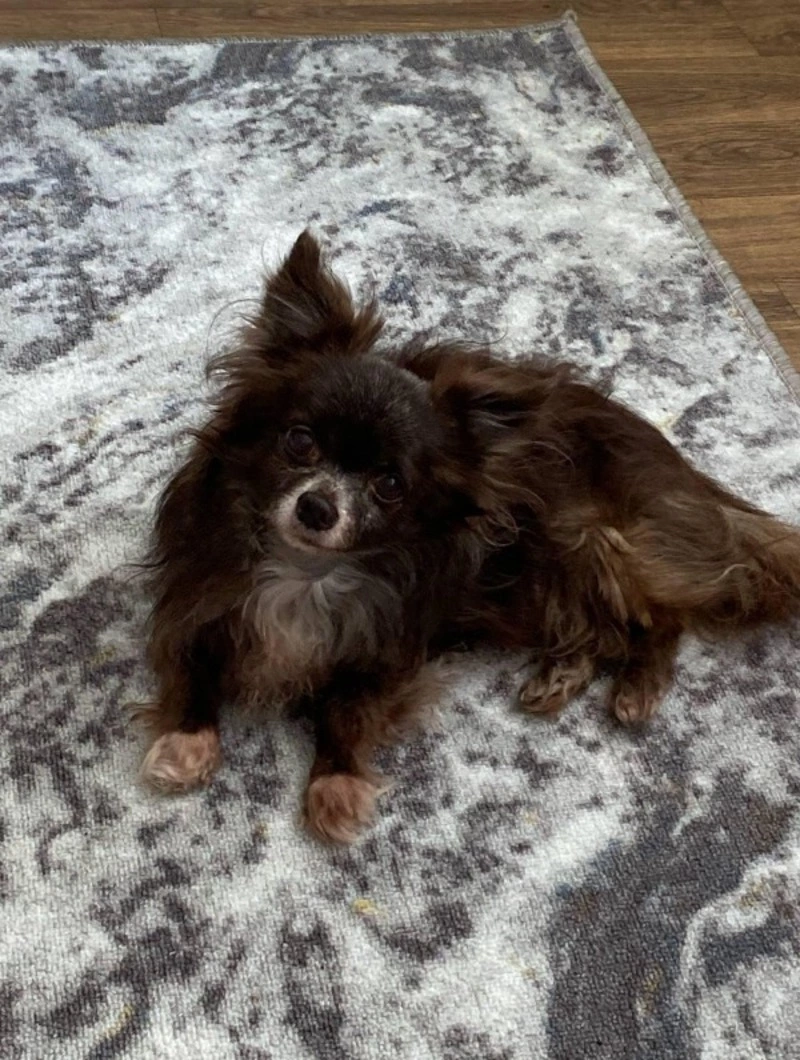 Женщина в красной куртке украла собаку на крыльце магазина в Дальнем