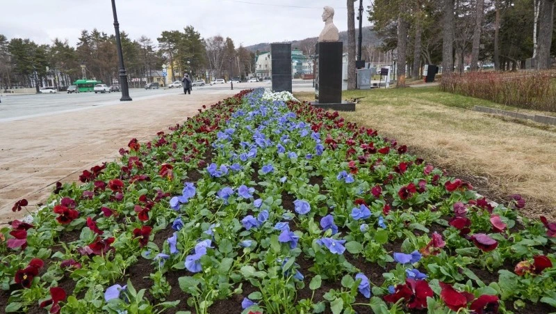 Первые цветы появились на клумбах аллеи Героев Советского Союза в Южно-Сахалинске 