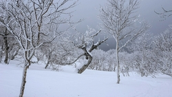 Березовый сиртаки