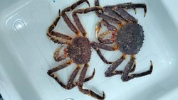 Повышенное содержание микроорганизмов нашли в партиях сахалинских крабов