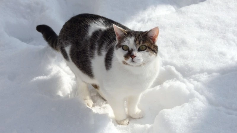 Около нуля. Прогноз погоды на Сахалине на 13 марта