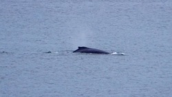 Путешественники запечатлели горбатого кита на Курилах