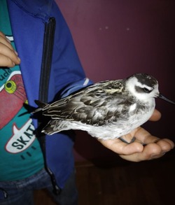 Фонд «Зеленый Сахалин» спас раненую птицу в Томаринском районе