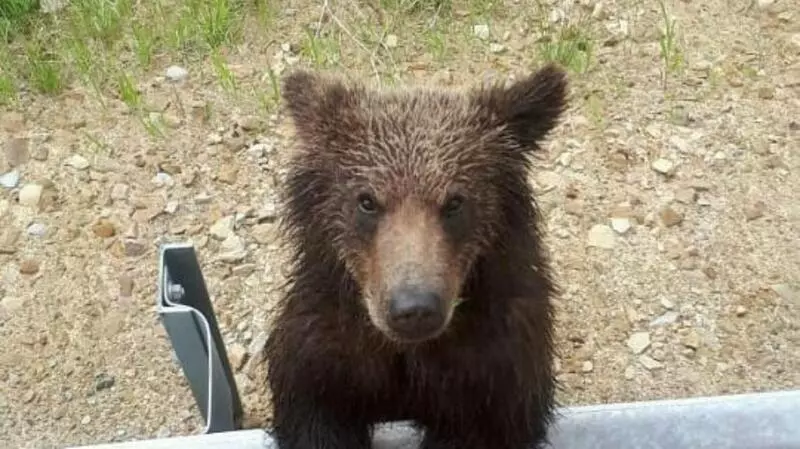 В Охе голодная медведица с ребенком вышла к людям и начала просить еду