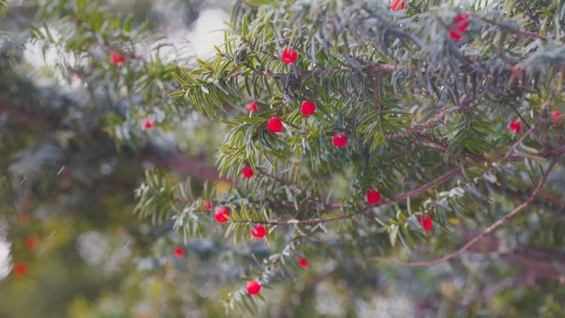 Пасмурная погода и мороз до -4 градусов накроют Южно-Сахалинск 11 февраля