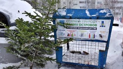 Акцию «Вторая жизнь елки» запустили на Сахалине