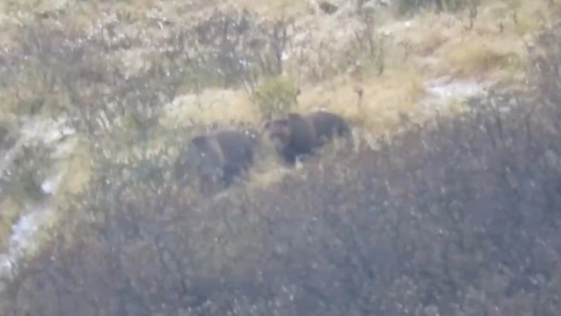 На Курилах засняли вальяжно гуляющих по склонам медведей