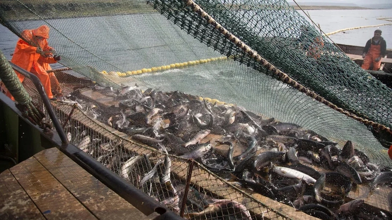 В Благовещенске стоимость красной икры достигла 10 тысяч рублей