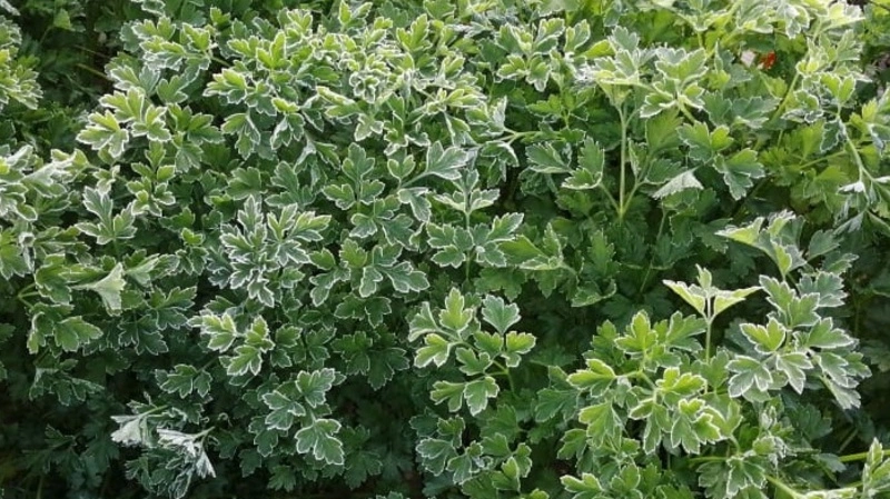 Сахалин сковали первые заморозки