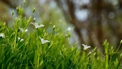 Синоптики предсказали пасмурную погоду и +10 градусов в Южно-Сахалинске 26 мая