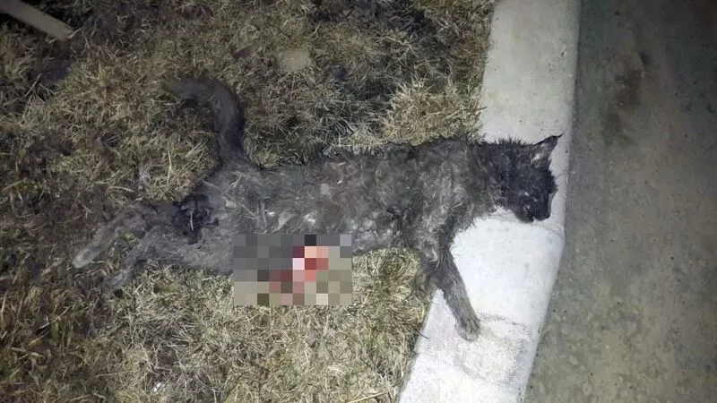 Стая диких собак загрызла домашних котов на окраине Южно-Сахалинска