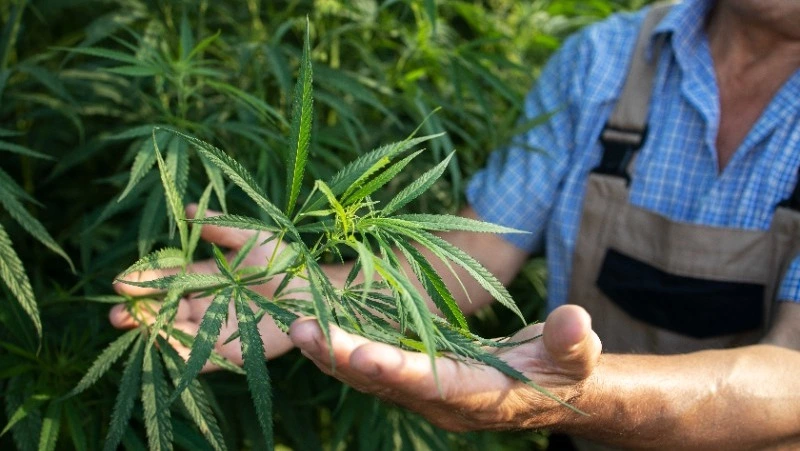 Житель Тымовского района попался на выращивании в лесу конопли