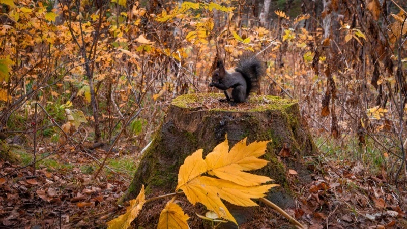 Ночные морозы до –10 градусов ударят по северу и центру Сахалина 24 октября