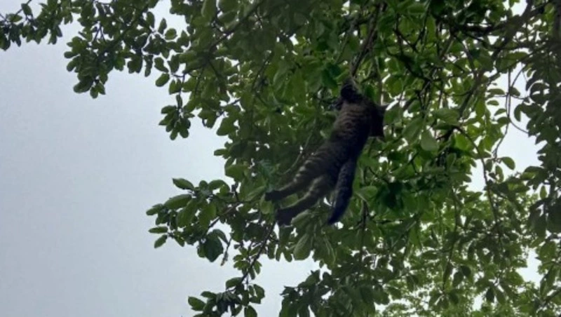 На юге Сахалина пожарные сняли с дерева кота, загнанного собаками 
