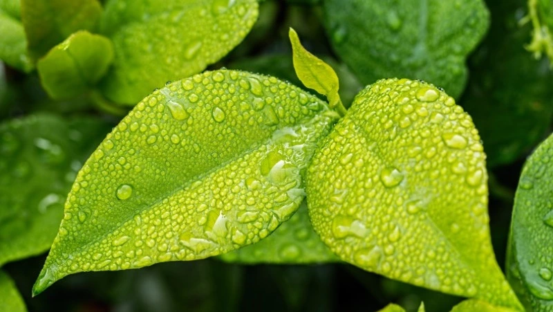 Возвращение дождя и ветер с юга: прогноз погоды на Сахалине и Курилах 13 июня