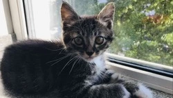 Котенок с крепким ночным сном ищет хозяев среди жителей Сахалина