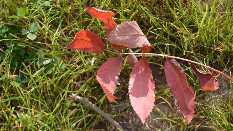 Блюз сентября