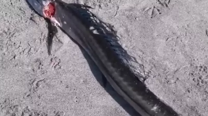 Рыбаки обнаружили на побережье морское чудо с синими глазами