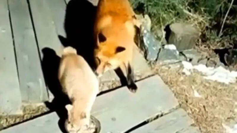 На Сахалине толстенькая лиса каждый вечер устраивает свидания рыжему охраннику турбазы