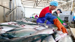 Более 225 тысяч тонн рыбы экспортировали из ДФО за рубеж с начала 2024 года