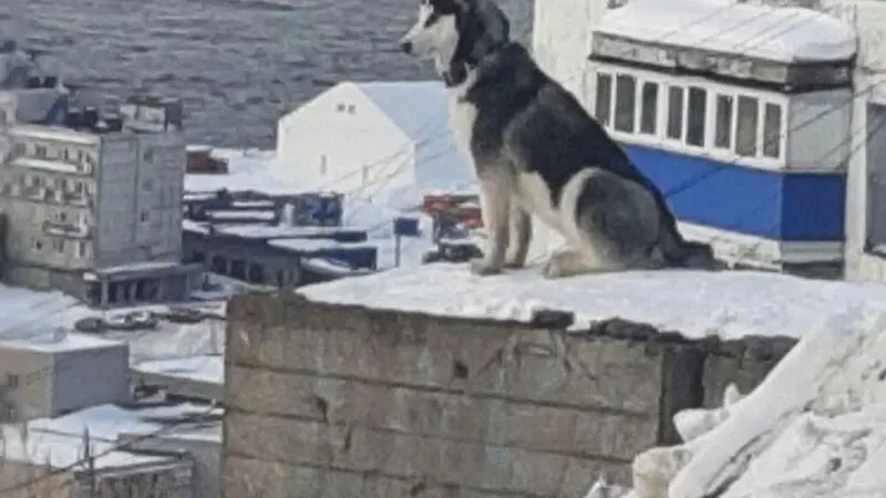 На Сахалине хаски ждет бросившего его хозяина