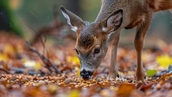 Удивительные факты о животных: проверьте свою эрудицию