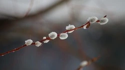 Вербное воскресенье 2024: дата, история, приметы, что нельзя делать 