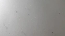 Стая комаров захватила палаты в больнице Поронайского района