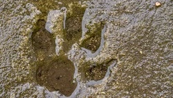 Медведь погулял в селе на юге Сахалина. Нашли его следы