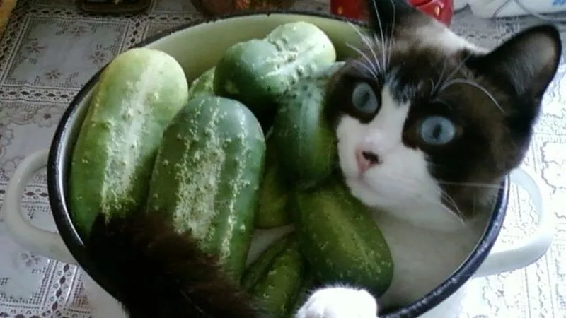 «У кого меньше?»: где в ДФО самые дешевые огурцы, а где это невиданная роскошь