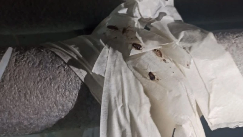 Полчища тараканов и плесень заполняют подвал новостройки в Южно-Сахалинске