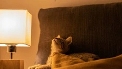 Поселок и десятки улиц Южно-Сахалинска остались без света 19 июня