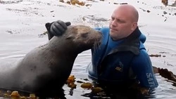 «Зеленый Сахалин» спас молодого сивуча с пневмонией от верной смерти