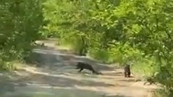 Медведицу с медвежатами заметил житель Сахалина около Огоньков
