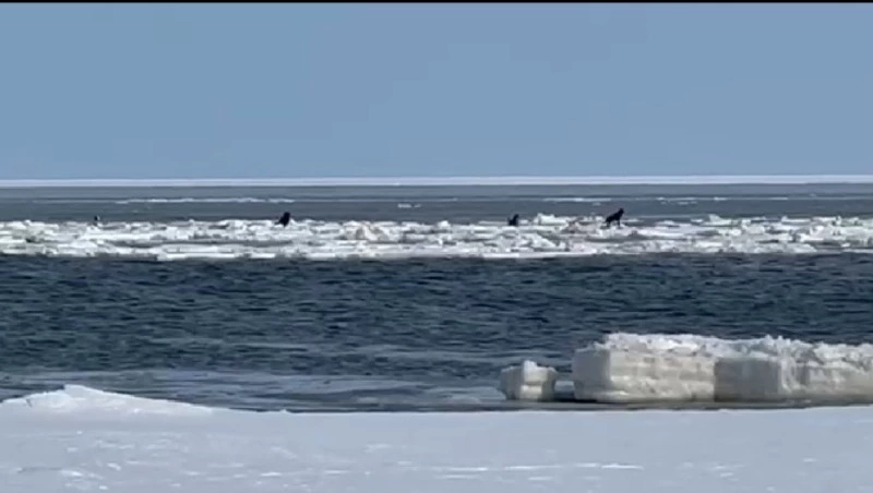 Зоозащитники рассказали подробности спасения собак со льдины в Поронайском районе