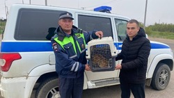 Полицейские Сахалина доставили лисенка, пострадавшего в ДТП, к ветеринарам