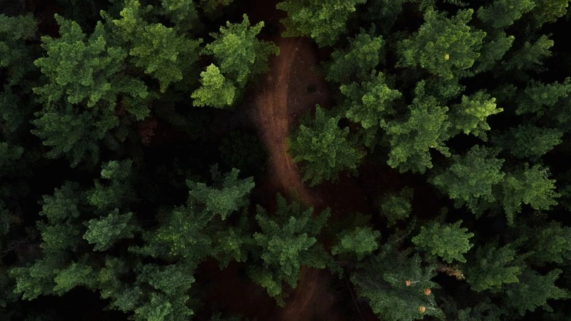 Ученые выяснили, что сахалинские ели усохли не из-за короеда типографа