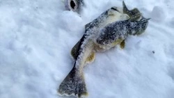 Рыбаков Сахалина просят не выбрасывать навагу на лед. Рыба нужна бездомным животным