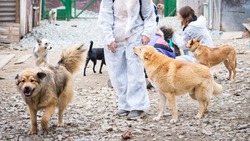 Зоопсихолог назвала способ решения проблемы с безнадзорными животными на Сахалине
