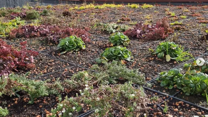 Вишневский рассказал, когда в столице Сахалина легализуют зеленые кровли