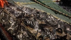 Сахалинские рыбопромышленники вышли на корейский рынок благодаря нацпроекту