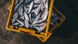 На Дальнем Востоке с начала года выловили более 1,5 млн тонн рыбы