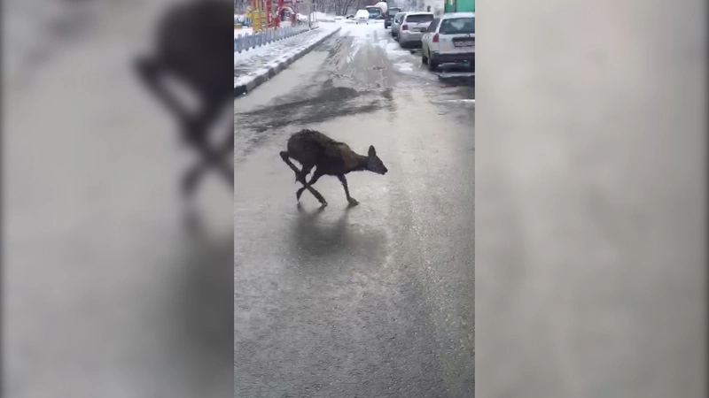 По улицам Южно-Сахалинска скачет кабарга