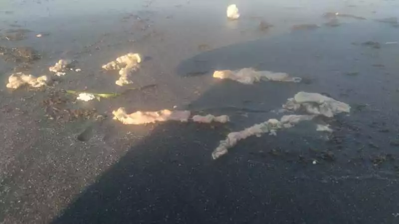 Проверка прошла на популярном пляже в Южно-Курильске после жалоб жителей на рыбьи потроха в море