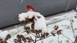 Морозы на Сахалине и тепло на Курилах: прогноз погоды на 11 декабря