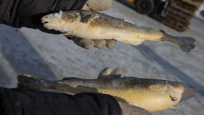 Навагу по 50 рублей за кило предложили в Южно-Сахалинске 27 февраля