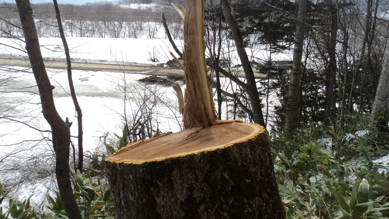 Злоумышленники срубили краснокнижные деревья в Невельском районе