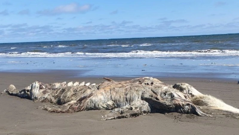 Останки кита пугают жителей Поронайского района